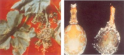 Mildiyö hastalığının çiçek salkımında ve tanedeki belirtisi